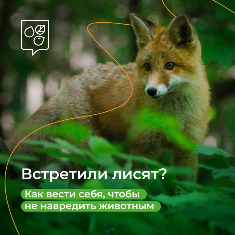 В лесопарках столицы можно встретить лисят