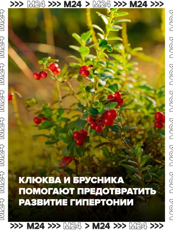 Брусника и клюква помогают предотвратить развитие атеросклероза и гипертонии