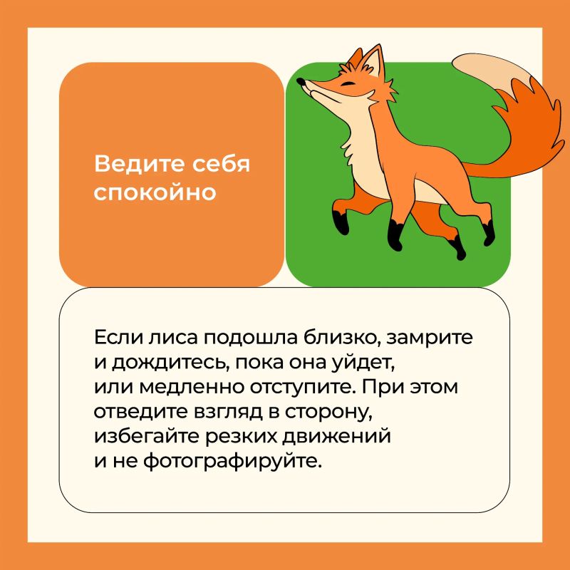 В лесопарках столицы можно встретить лисят В лесопарках столицы можно встретить лисят