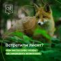 В лесопарках столицы можно встретить лисят
