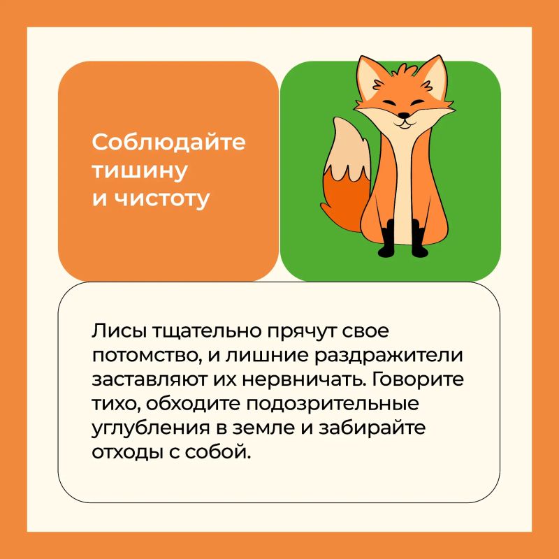 В лесопарках столицы можно встретить лисят В лесопарках столицы можно встретить лисят