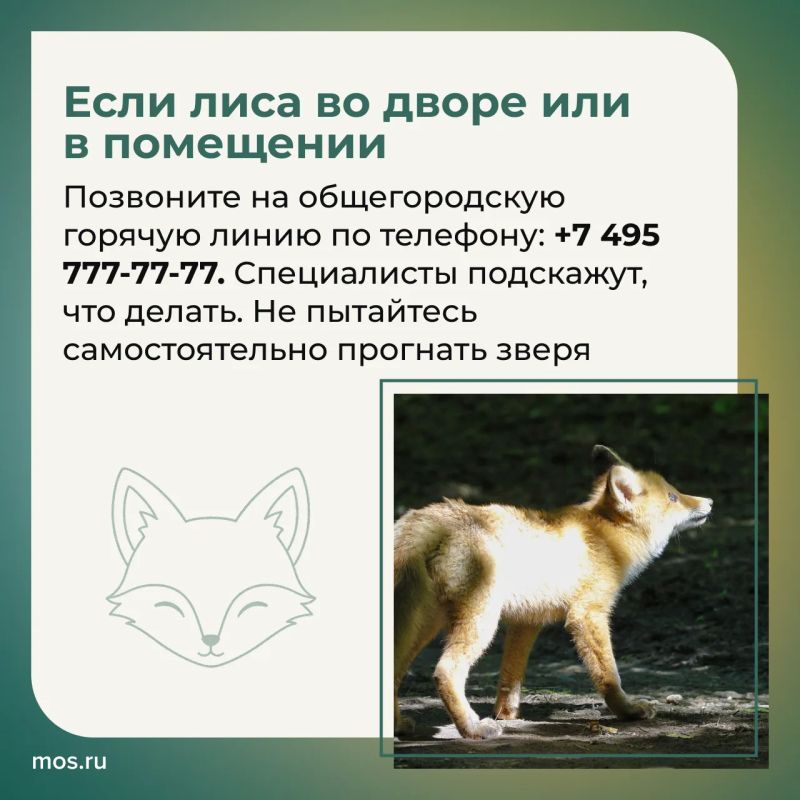 Биологи рассказали, как вести себя при встрече с лисятами Биологи рассказали, как вести себя при встрече с лисятами