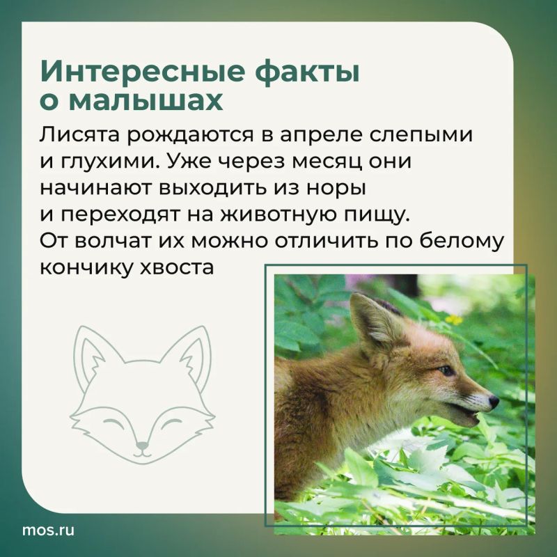 Биологи рассказали, как вести себя при встрече с лисятами Биологи рассказали, как вести себя при встрече с лисятами