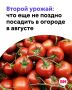 Август — это не только время активного сбора овощей и фруктов, но и отличная возможность заложить основу для второго урожая