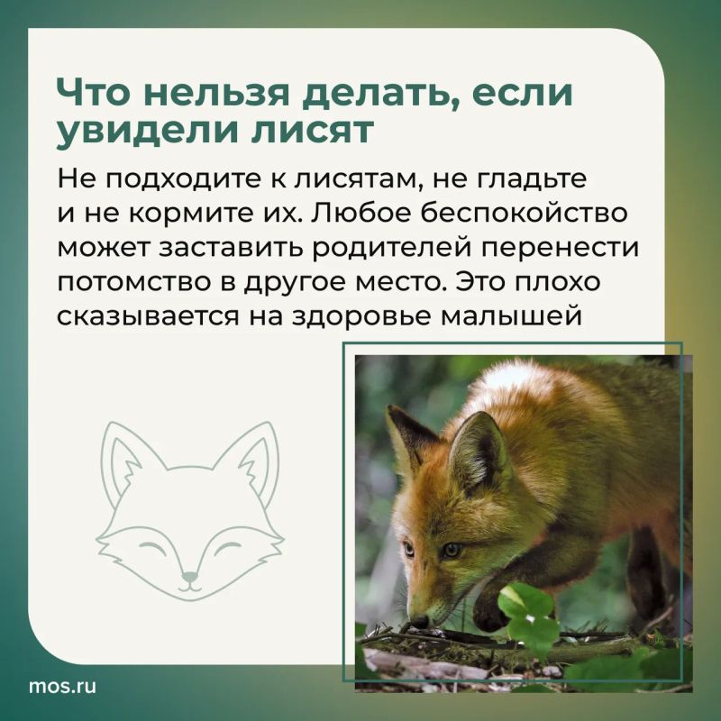 Биологи рассказали, как вести себя при встрече с лисятами Биологи рассказали, как вести себя при встрече с лисятами