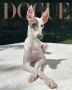 Так выглядит самая красивая собака в мире: журнал Vogue выбрал победителя конкурса Dogue