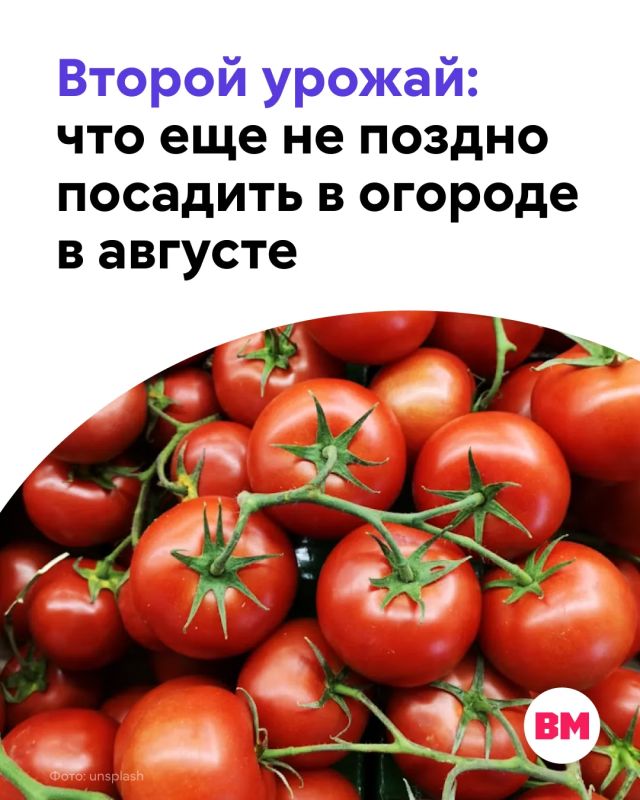Август — это не только время активного сбора овощей и фруктов, но и отличная возможность заложить основу для второго урожая