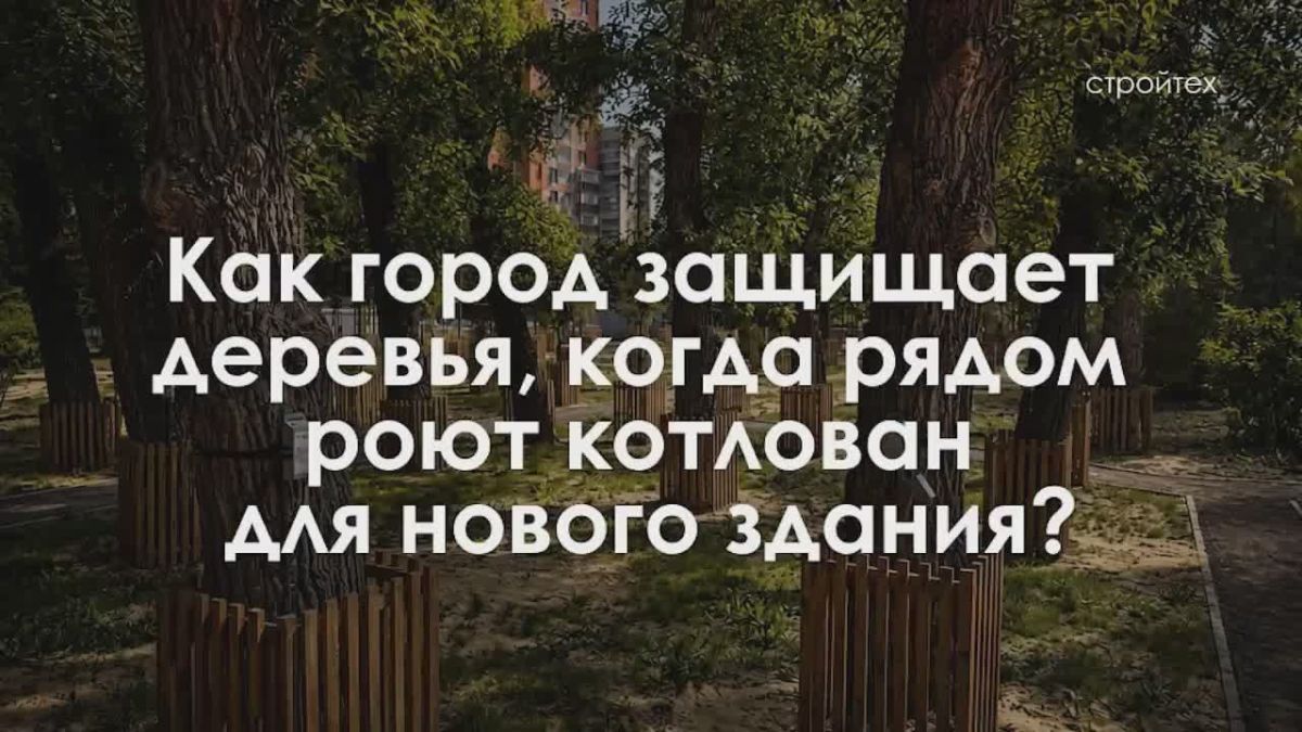 С заботой о корнях: как в Москве защищают деревья