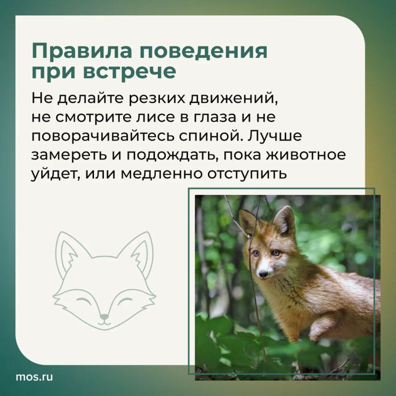 Биологи рассказали, как вести себя при встрече с лисятами Биологи рассказали, как вести себя при встрече с лисятами