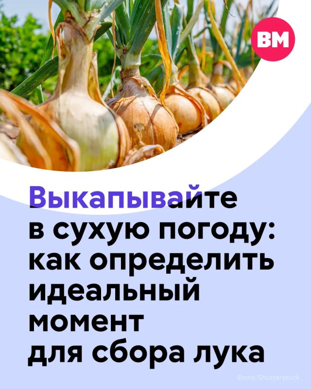 Лук — культура, устойчивая к заморозкам