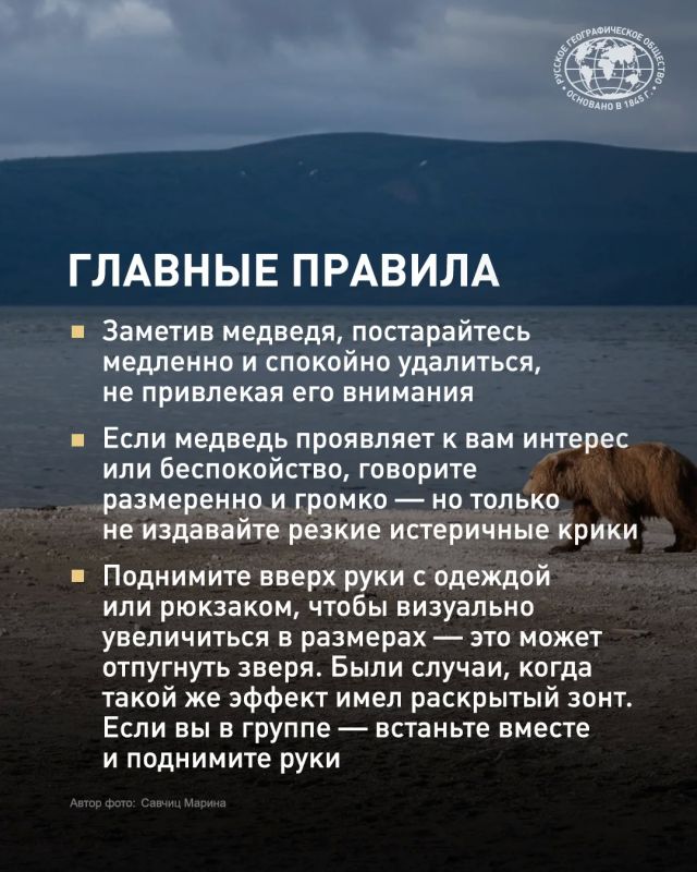 Встретить медведя в России может едва ли не каждый Встретить медведя в России может едва ли не каждый