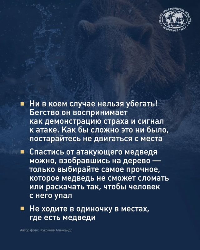 Встретить медведя в России может едва ли не каждый Встретить медведя в России может едва ли не каждый