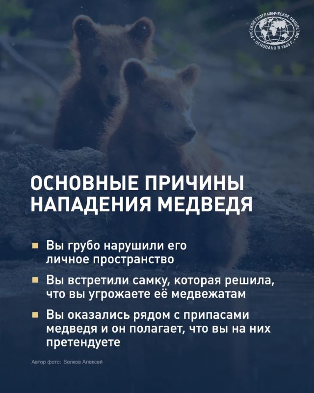 Встретить медведя в России может едва ли не каждый Встретить медведя в России может едва ли не каждый