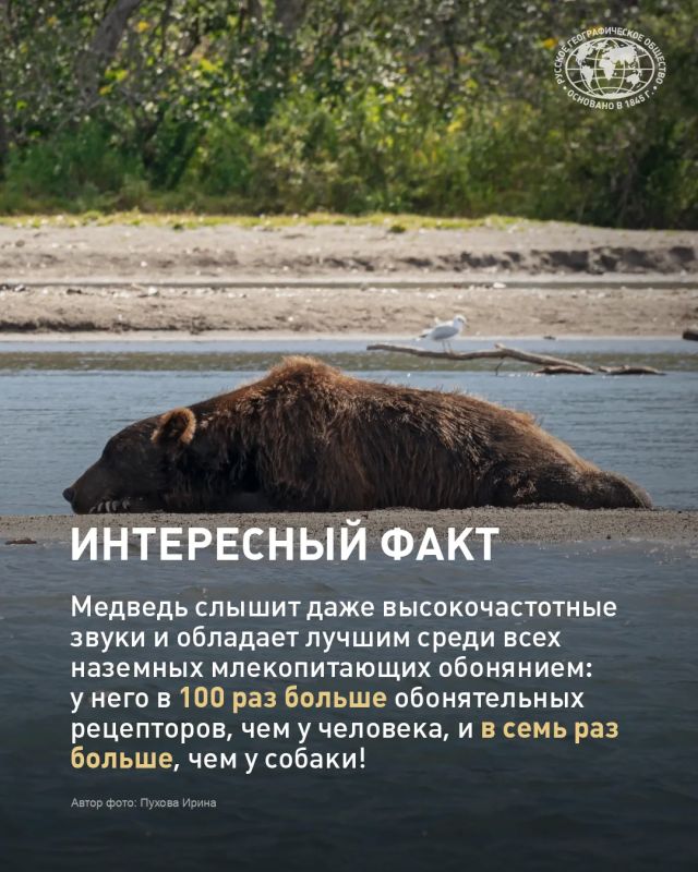 Встретить медведя в России может едва ли не каждый Встретить медведя в России может едва ли не каждый