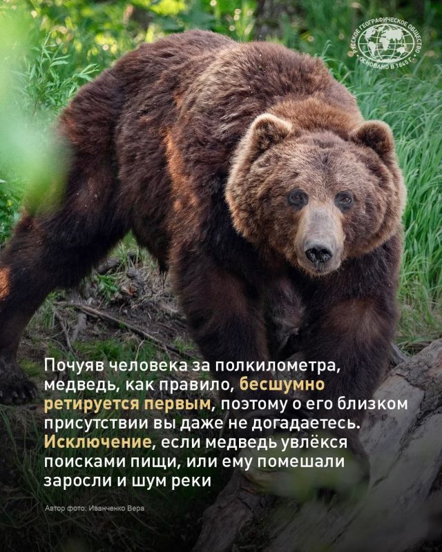 Встретить медведя в России может едва ли не каждый Встретить медведя в России может едва ли не каждый