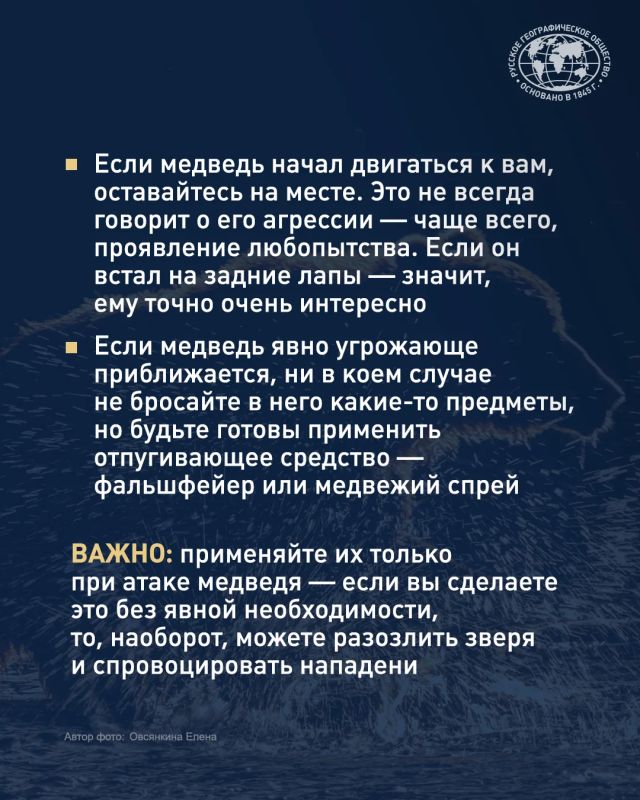 Встретить медведя в России может едва ли не каждый Встретить медведя в России может едва ли не каждый