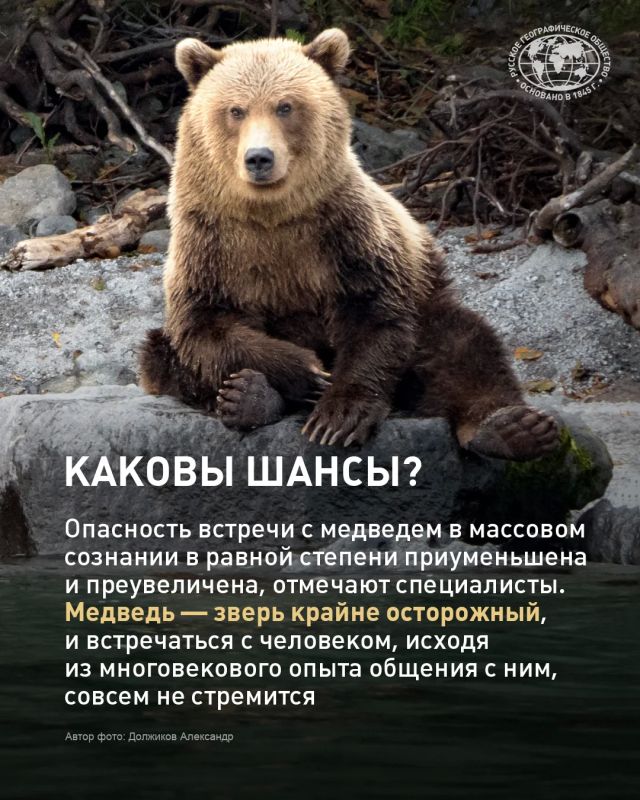 Встретить медведя в России может едва ли не каждый Встретить медведя в России может едва ли не каждый