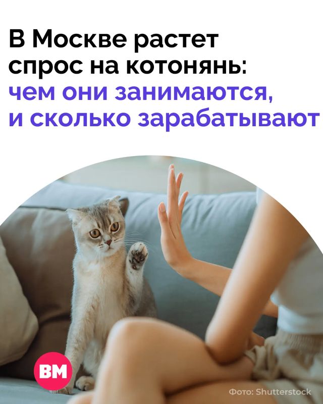 Зарабатывать до 80 тысяч рублей в месяц, ухаживая за котами, — не шутка