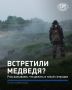 Встретить медведя в России может едва ли не каждый