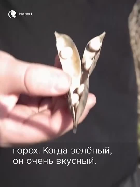 «Мой папа просто защищал нас»: восьмилетний сын Александра Реверука заступился за отца, которого обвиняют в нападении на уральского учёного