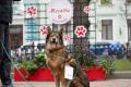 Фестиваль «Моспитомец Четвероногий друг» уже близко, поэтому мы заранее делимся программой летнего клуба «Москва»: