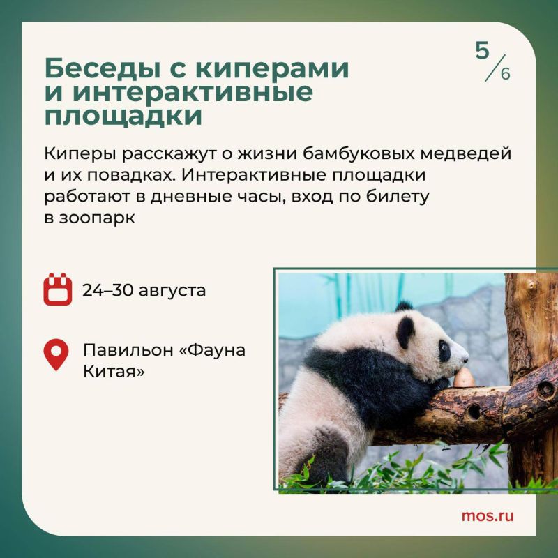 В Московском зоопарке отметят день рождения панды Катюши В Московском зоопарке отметят день рождения панды Катюши