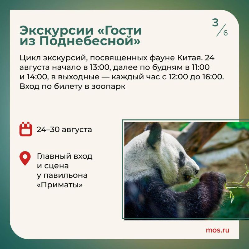 В Московском зоопарке отметят день рождения панды Катюши В Московском зоопарке отметят день рождения панды Катюши