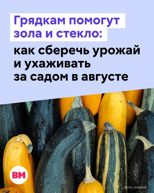 Сейчас огородники активно собирают урожай