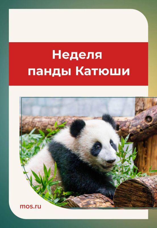 В Московском зоопарке отметят день рождения панды Катюши
