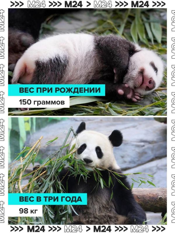 Результаты бамбуковой диеты