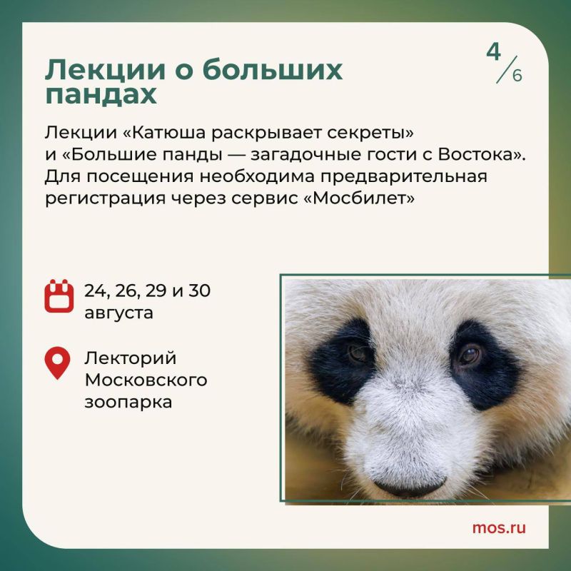 В Московском зоопарке отметят день рождения панды Катюши В Московском зоопарке отметят день рождения панды Катюши