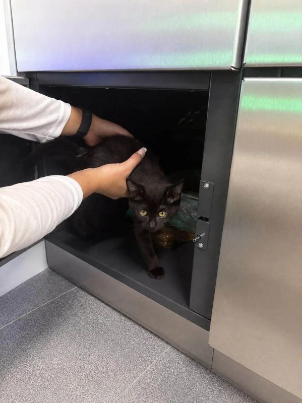 В Москве спасли котенка, которого заперли в камере хранения на Ленинградском вокзале