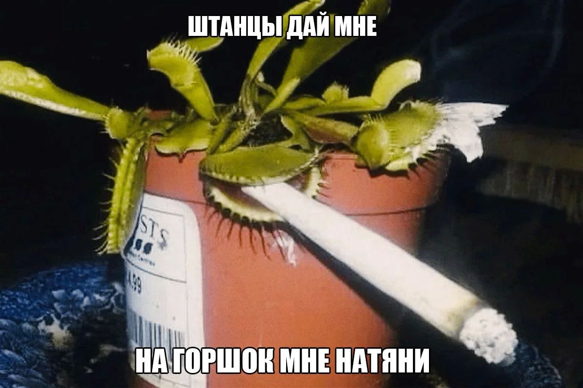 Шапки, бомберы, халаты и носки из конопли провалились в продаже в России — народ не заинтересовался шмотом из технического каннабиса по оверпрайсу, и эко-бизнес закрылся