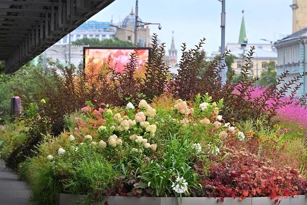 Самая необычная клумба Москвы, которую можно повторить на даче Самая необычная клумба Москвы, которую можно повторить на даче