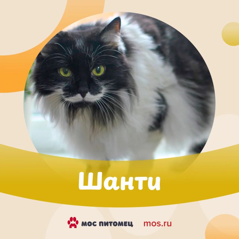 Этот #ПушистыйПонедельник выпал на День ветеринарного работника Этот #ПушистыйПонедельник выпал на День ветеринарного работника