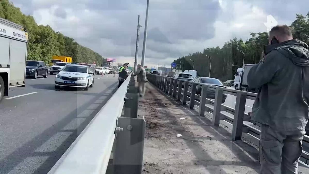 Лось со сломанной ногой застрял в отбойнике на Киевском шоссе в Москве