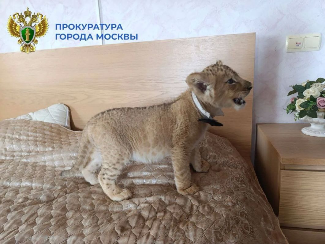 Вынесением обвинительного приговора завершилось уголовное дело об организации опасных фотосессий со львами Вынесением обвинительного приговора завершилось уголовное дело об организации опасных фотосессий со львами