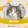 Пушистые, полосатые и очень милые