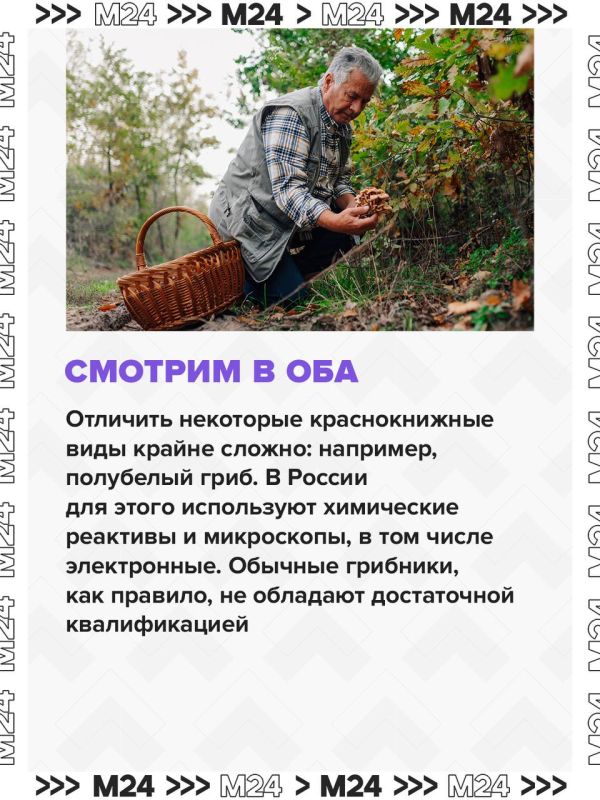 Это лето в Московском регионе выдалось одним из самых неудачных для грибников, но в начале сентября природа решила наверстать упущенное — и грибной сезон наконец ожил Это лето в Московском регионе выдалось одним из самых неудачных для грибников, но в начале сентября природа решила наверстать упущенное — и грибной сезон наконец ожил