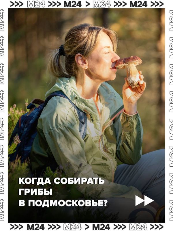 Это лето в Московском регионе выдалось одним из самых неудачных для грибников, но в начале сентября природа решила наверстать упущенное — и грибной сезон наконец ожил