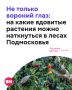 Осенний лес прекрасен — тропинки уже тонут в золотой листве, но среди деревьев еще прячутся яркие ягоды и цветы