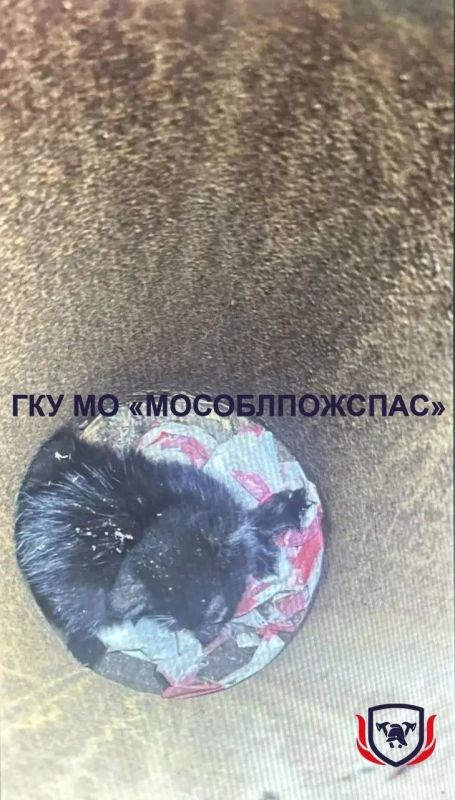 Котёнок два дня просидел в трубе мачты освещения — спасатели вытащили его с глубины 1,5 метра