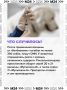 Владельцы собак, которые обвинили «Ветбиохим» в гибели питомцев после вакцины «Мультикан-8», получили предложения о денежной компенсации