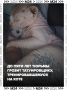 До 5 лет колонии грозит татуировщику из Ростова, который набил сфинксу рисунок и выкинул его на улицу