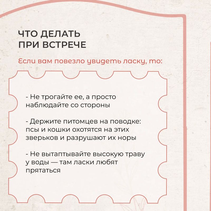 Знакомьтесь: ласка — редкий обитатель Москвы Знакомьтесь: ласка — редкий обитатель Москвы