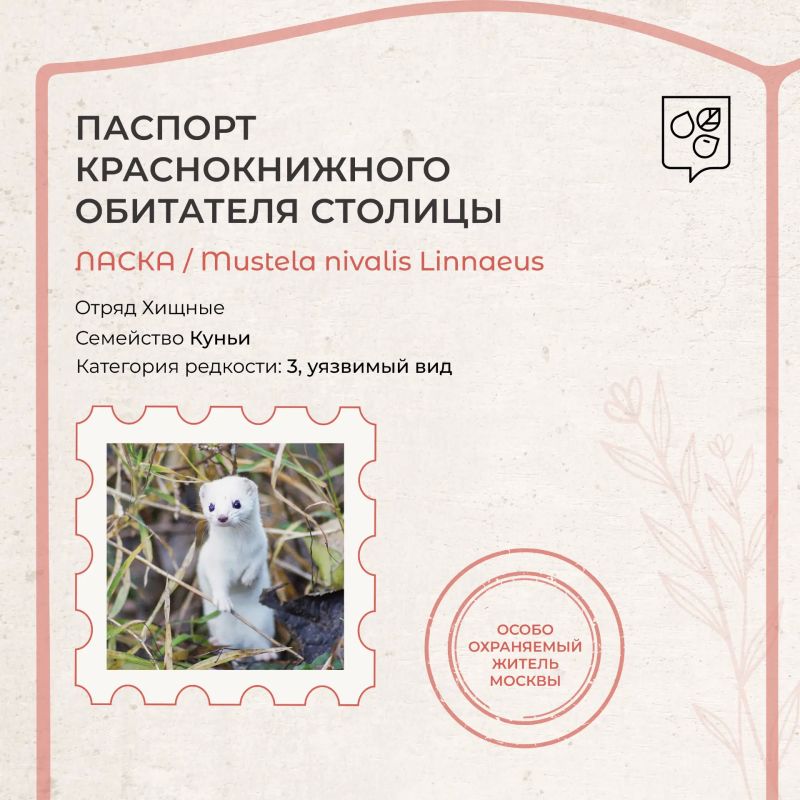Знакомьтесь: ласка — редкий обитатель Москвы