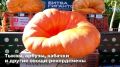На ВДНХ продолжается осенний фестиваль урожая «Битва гигантов»