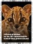 Новый вид кошек назвали Leopardus tilcayo — тилкайо