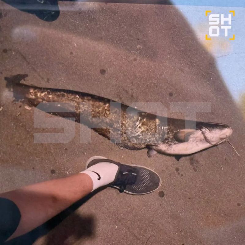 Поколение альфа всерьёз увлеклось рыбалкой Поколение альфа всерьёз увлеклось рыбалкой