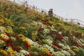 В парке «Зарядье» сейчас праздник красок – расцвели хризантемы всех оттенков!